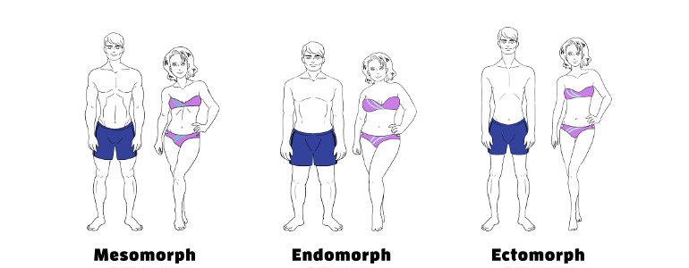 stoffwechseltyp mesomorph